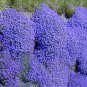 Aubrieta Cascade Bonsai Purple Flower Plants Superb Perennial 200 Seeds