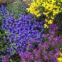 Aubrieta Cascade Bonsai Purple Flower Plants Superb Perennial 200 Seeds