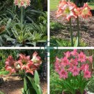 Amaryllis Seed Not Bulbs - White Light Red Stripes Double Flowers 200 seeds