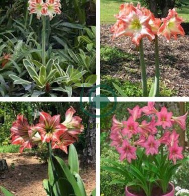 Amaryllis Seed Not Bulbs - White Light Red Stripes Double Flowers 200 seeds