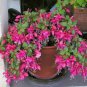 Double Petals Fuchsia Bonsai Bell Flower Lantern Begonia 200 Seeds