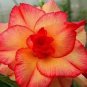 Rosy Adenium Obesum Lucky Yellow Desert Rose Flowers 4 Seeds