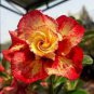 Rosy Adenium Obesum Lucky Yellow Desert Rose Flowers 4 Seeds