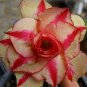 Rosy Adenium Obesum Lucky Yellow Desert Rose Flowers 4 Seeds