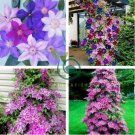 Clematis Bonsai Clematis Montana Mayleen Garden Pink Vine Flowers 200 Seeds