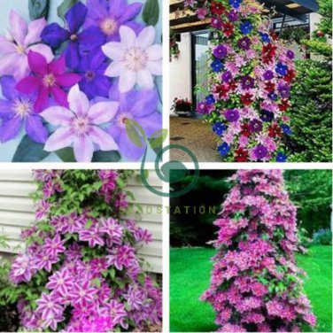Clematis Bonsai Clematis Montana Mayleen Garden Pink Vine Flowers 200 Seeds