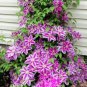 Clematis Bonsai Clematis Montana Mayleen Garden Pink Vine Flowers 200 Seeds