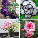 Adenium Obesum RUCKNIRUN Desert Rose Flowers 4 Seeds