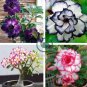 Adenium Obesum RUCKNIRUN Desert Rose Flowers 4 Seeds