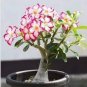 Adenium Obesum RUCKNIRUN Desert Rose Flowers 4 Seeds
