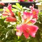 the Peruvian lily 240 Seeds