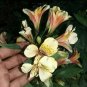 the Peruvian lily 240 Seeds