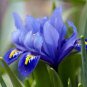 Blue Iris Plant Bearded Iris Flower Flores 400 Seeds