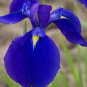 Blue Iris Plant Bearded Iris Flower Flores 400 Seeds
