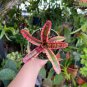 Rare Mini Bonsai Bromeliad palnts 400 Seeds