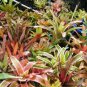 Rare Mini Bonsai Bromeliad palnts 400 Seeds