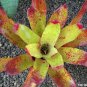 Rare Mini Bonsai Bromeliad palnts 400 Seeds
