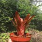 Rare Mini Bonsai Bromeliad palnts 400 Seeds