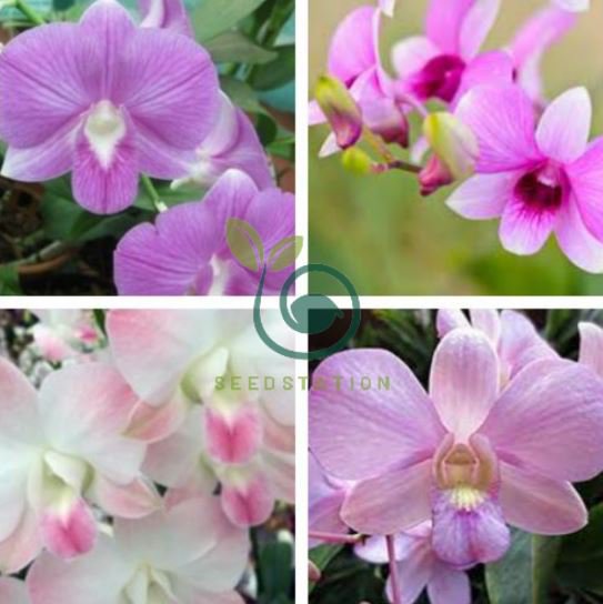 Multi Color Dendrobium Orchids 200 Seeds