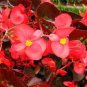 Red Begonia Flower Garden 200 Seeds