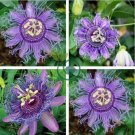 Passion Flower,Passiflora Incarnata Certified Pure 40 Seeds