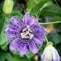 Passion Flower,Passiflora Incarnata Certified Pure 40 Seeds