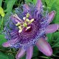 Passion Flower,Passiflora Incarnata Certified Pure 40 Seeds