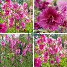 Miniature Hollyhock Flower 400 Seeds