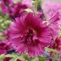 Miniature Hollyhock Flower 400 Seeds