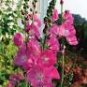 Miniature Hollyhock Flower 400 Seeds