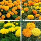 Marigold African Crackerjack Yellow 60 Seeds