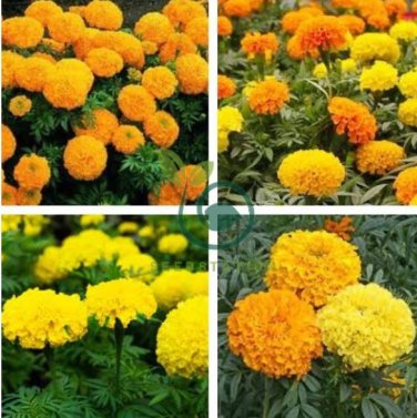 Marigold African Crackerjack Yellow 60 Seeds