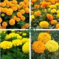 Marigold African Crackerjack Yellow 60 Seeds