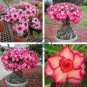 Imported 'nobleness lady' Adenium Desert Rose 4 Seeds