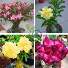 Imported 'sunrise' Adenium Desert Rose 4 Seeds