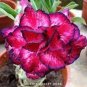 Imported 'sunrise' Adenium Desert Rose 4 Seeds