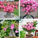 Taiwan 'golden monkey' Adenium Desert Rose Bonsai 4 Seeds