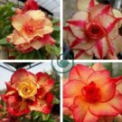 'Duet' Adenium Desert Rose Bonsai 4 Seeds