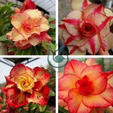 'Duet' Adenium Desert Rose Bonsai 4 Seeds