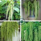Amaranthus Green Flower Green Leaves Hanging Plant 200 Seeds