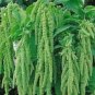 Amaranthus Green Flower Green Leaves Hanging Plant 200 Seeds