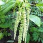 Amaranthus Green Flower Green Leaves Hanging Plant 200 Seeds