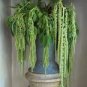 Amaranthus Green Flower Green Leaves Hanging Plant 200 Seeds