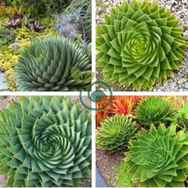 Rare Spiral New Plant Succulents 200 Seeds