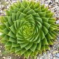 Rare Spiral New Plant Succulents 200 Seeds