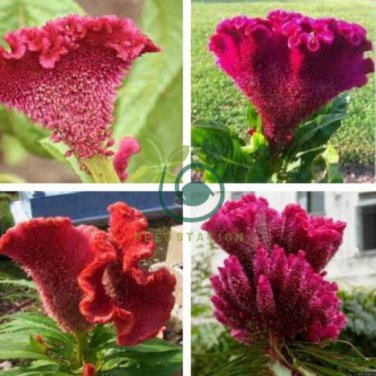 Colorful Pteris Cockscomb (Celosia Spicata) Bonsai Flowers 400 Seeds