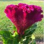 Colorful Pteris Cockscomb (Celosia Spicata) Bonsai Flowers 400 Seeds