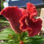Colorful Pteris Cockscomb (Celosia Spicata) Bonsai Flowers 400 Seeds