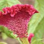 Colorful Pteris Cockscomb (Celosia Spicata) Bonsai Flowers 400 Seeds