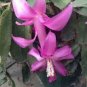 Zygocactus Truncatus Plants Rare Schlumbergera Plants Orchid 400 Seeds